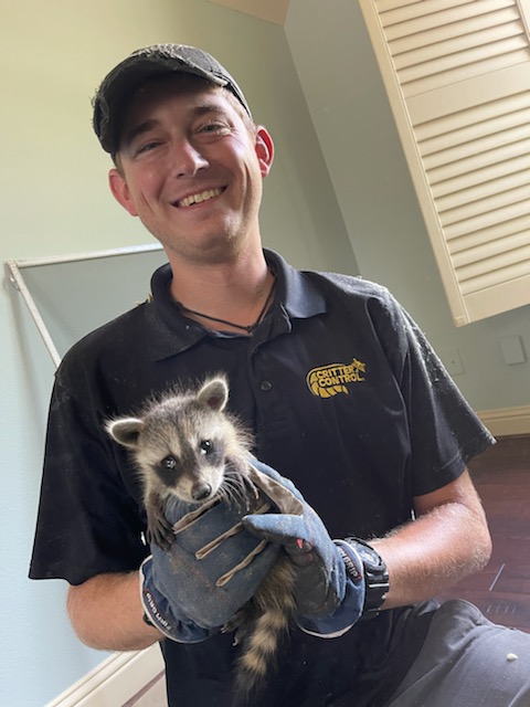 A Critter Control technician holding a baby raccoon